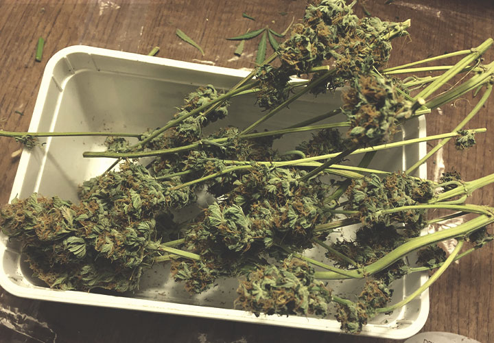 Stems Stems