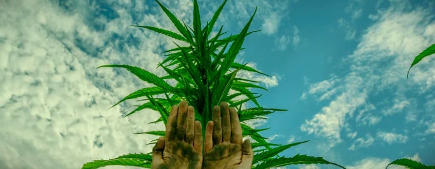 Charas Hands Roll Cannabis Bud