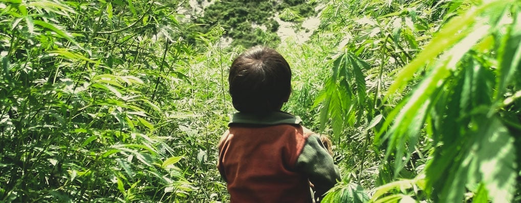 Does cannabis make a parent listless and low-energy, interfering with the focus needed to look after children?