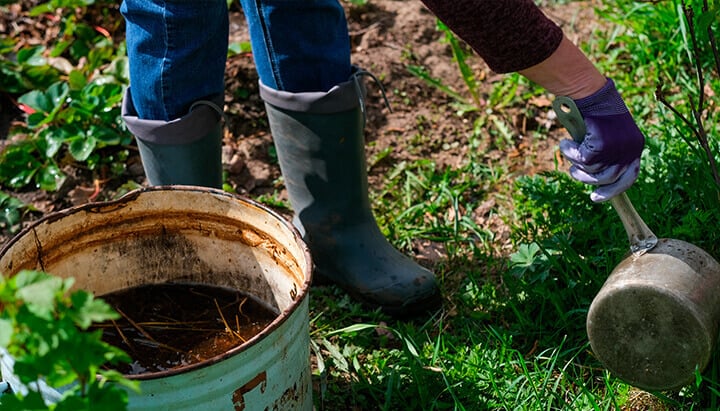 The image shows a container of compost tea, an organic solution used to control septoria leaf spot disease in cannabis plants, which can cause small yellow dots on leaves. This foliar spray helps manage the infection while being safe for the environment and for flowers intended for consumption.