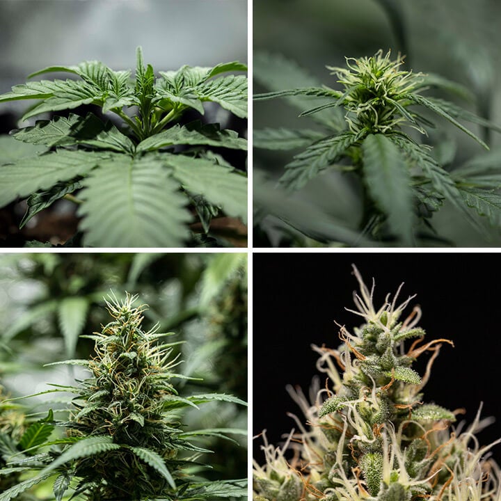 Cookies Gelato Auto Seeds Cookies Gelato Auto Seeds