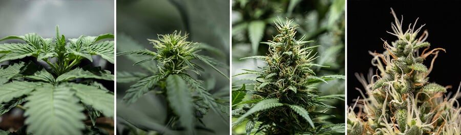 Cookies Gelato Auto Seeds Cookies Gelato Auto Seeds