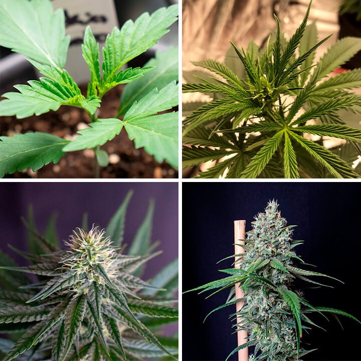 Cookies Gelato Auto Cookies Gelato Auto