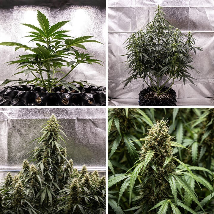 Corkscrew Auto Seeds Corkscrew Auto Seeds