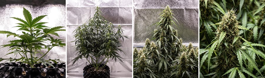 Corkscrew Auto Seeds Corkscrew Auto Seeds