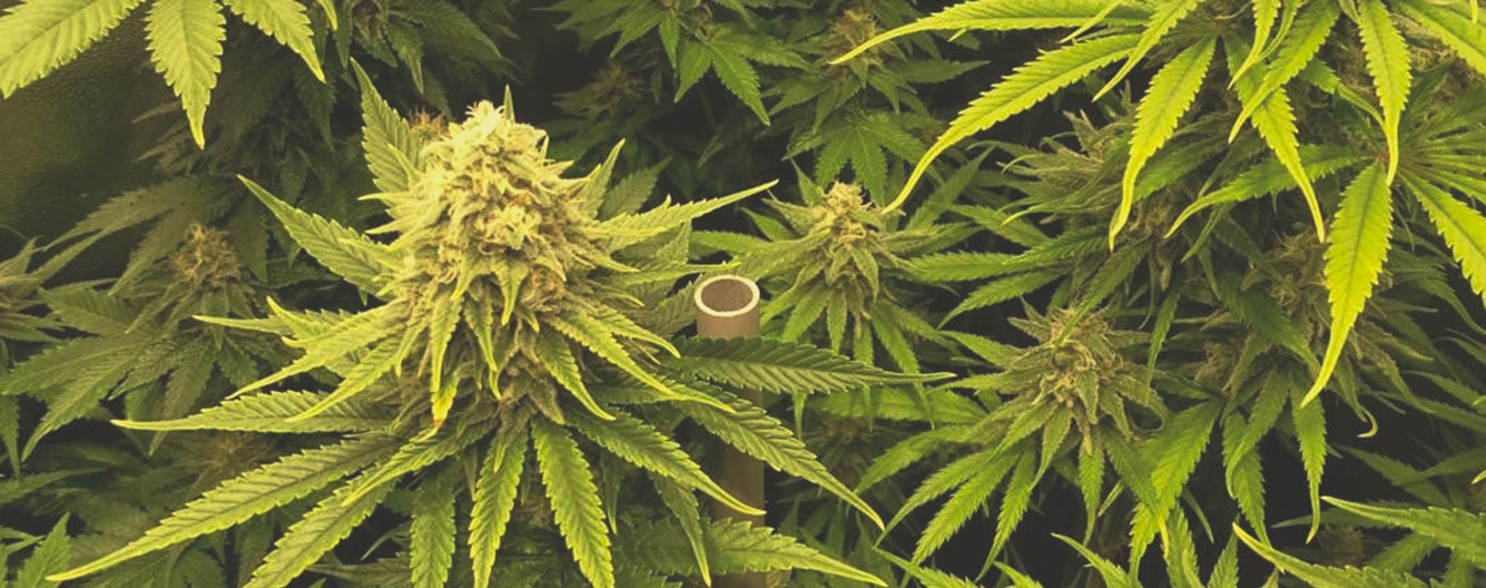 Critical Kush Critical Kush