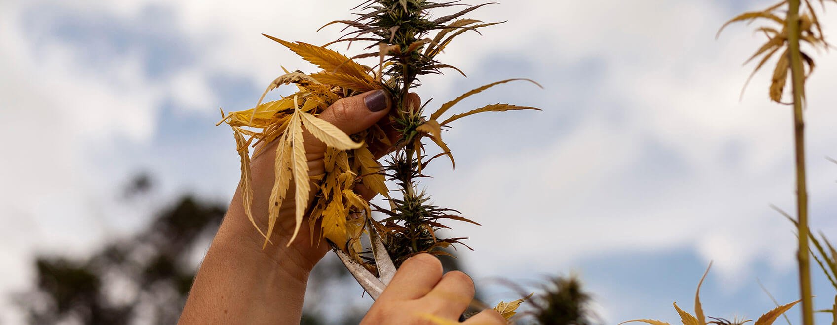 Damaged cannabis plant Damaged cannabis plant