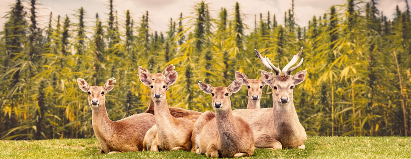 Deers in a Cannabis Garden Deers in a Cannabis Garden