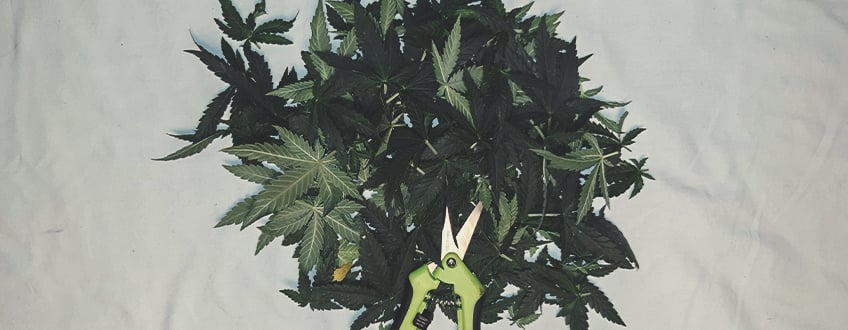 Over-defoliation Over-defoliation