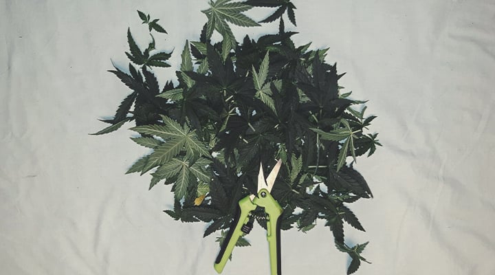 Over-defoliation Over-defoliation