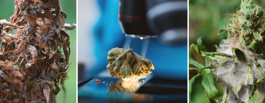 Contaminated Cannabis Contaminated Cannabis