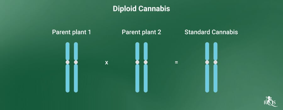 Diploid Cannabis