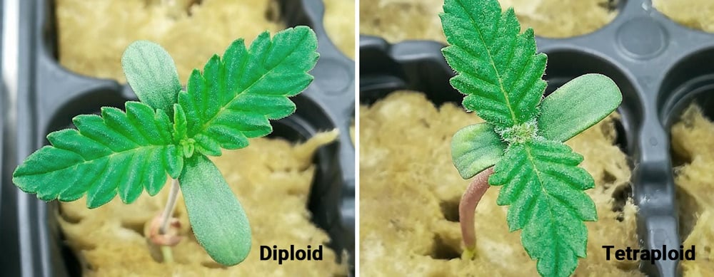 Diploid vs Tetraploid Plants