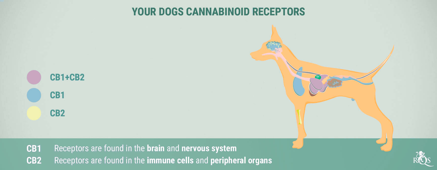 CBD for Dogs: What We Know So Far