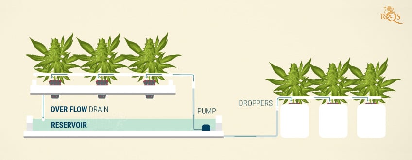 Continuous Drip Hydroponics