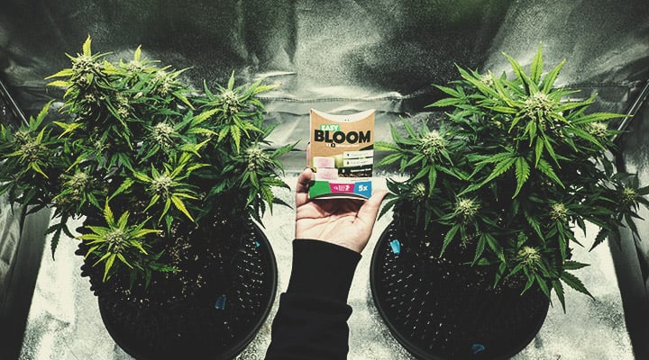 The Role of Cannabis Bloom Boosters