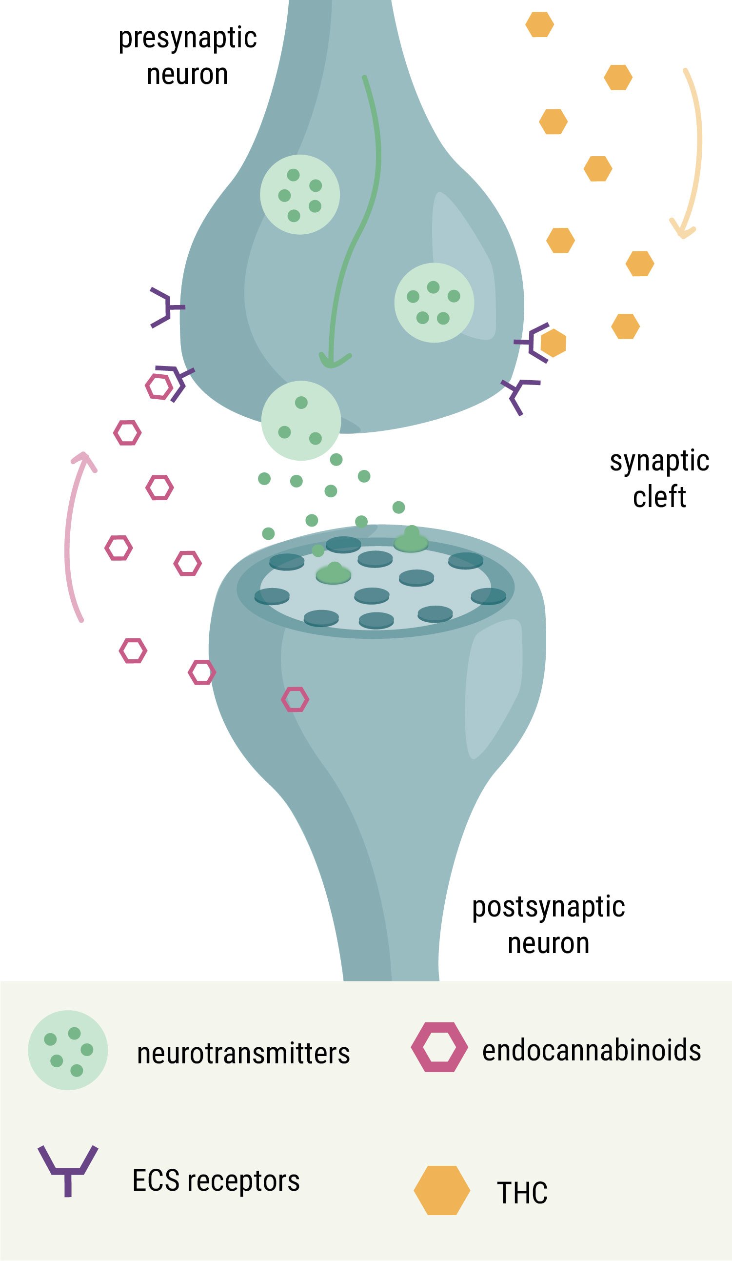 The Endocannabinoid System and Cancer