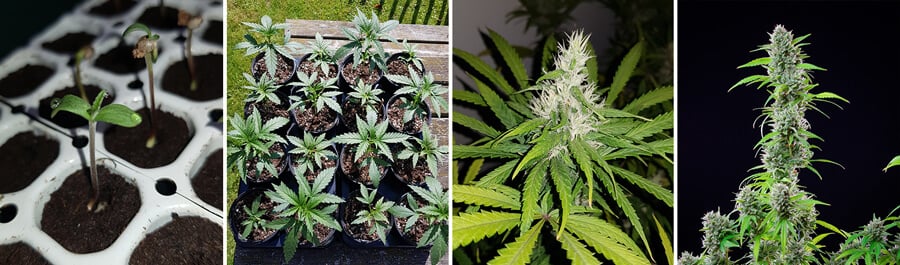 El Patron grow stages El Patron grow stages