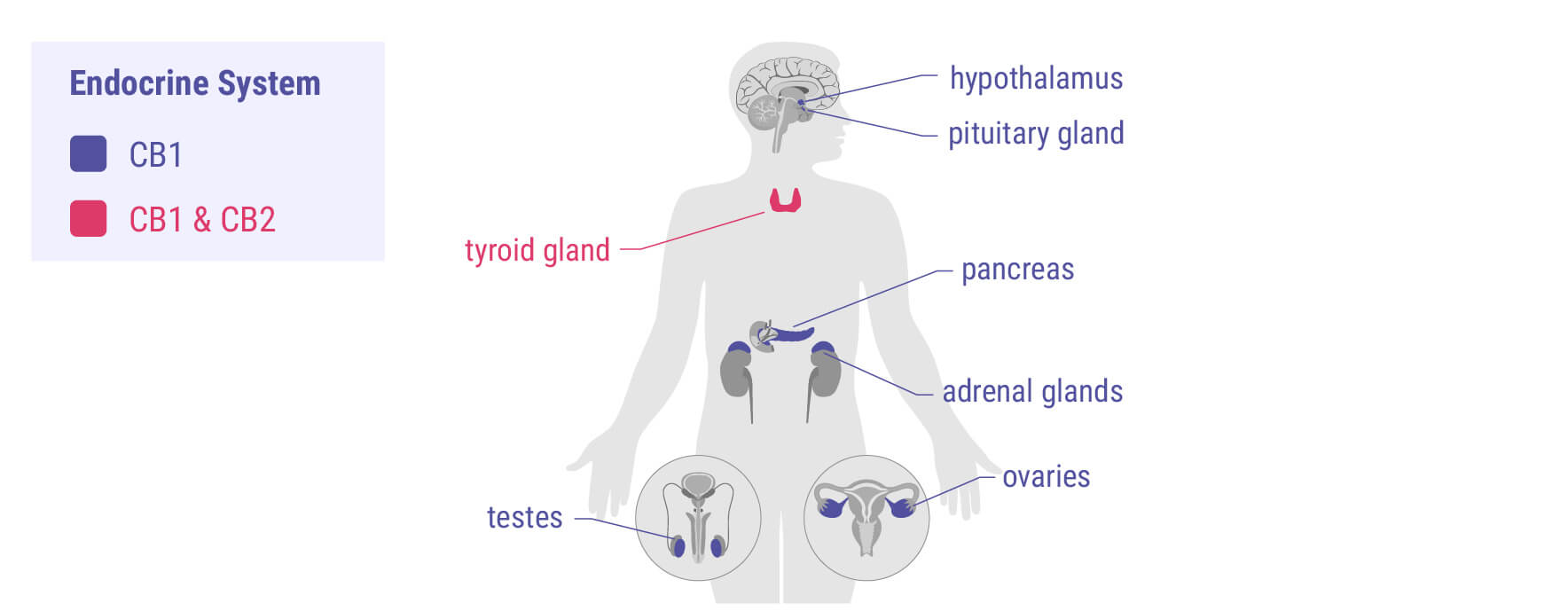 Cannabinoids and the Endocrine System