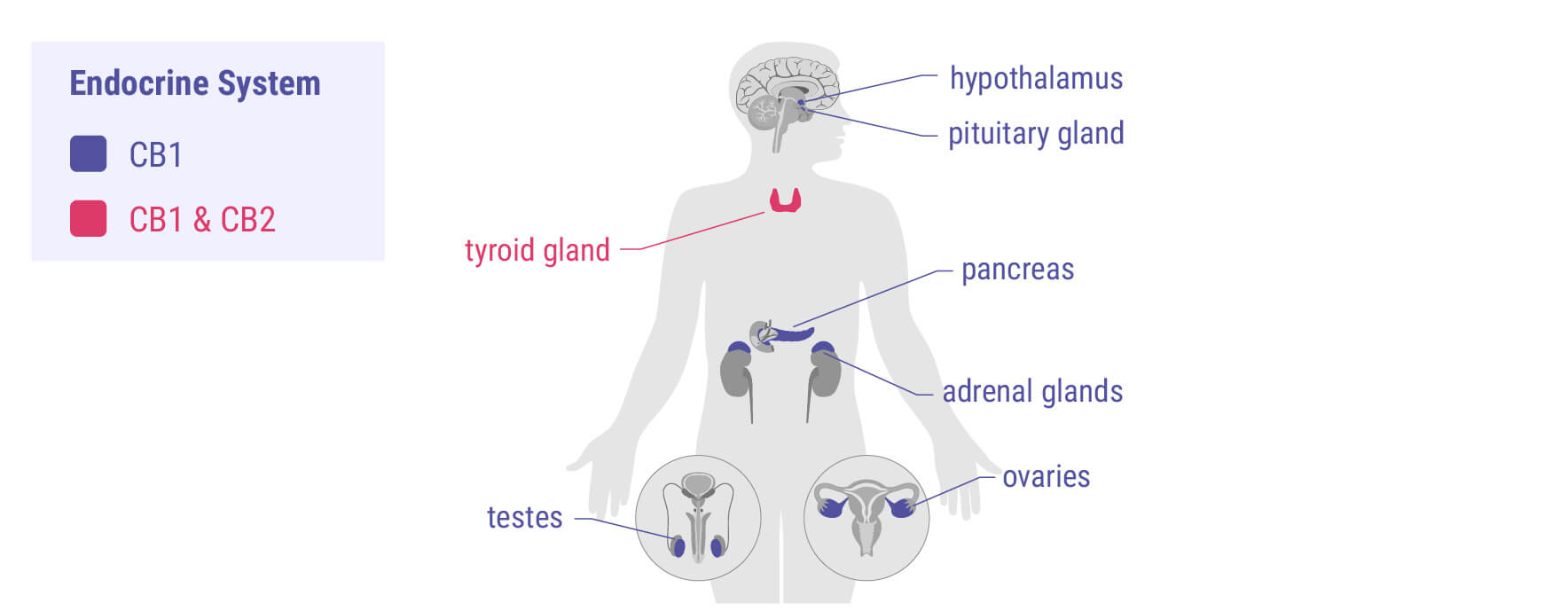 Cannabinoids and the Endocrine System Cannabinoids and the Endocrine System