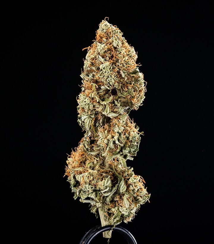 Epsilon F1 grow report harvest Epsilon F1 grow report harvest