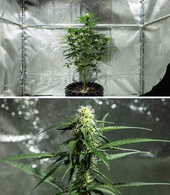Epsilon F1 grow report week 5 Epsilon F1 grow report week 5