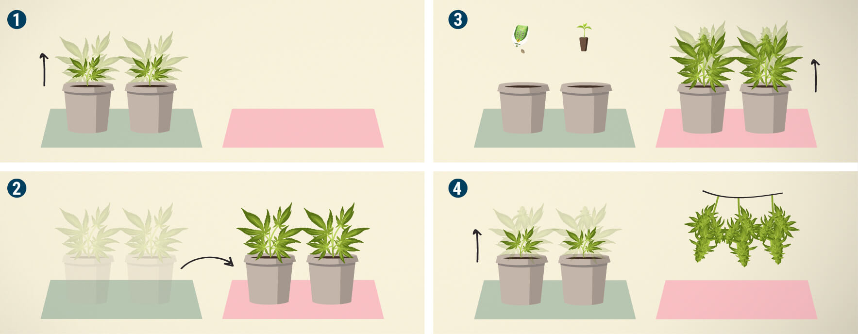 Perpetual Harvest — Use Different Rooms