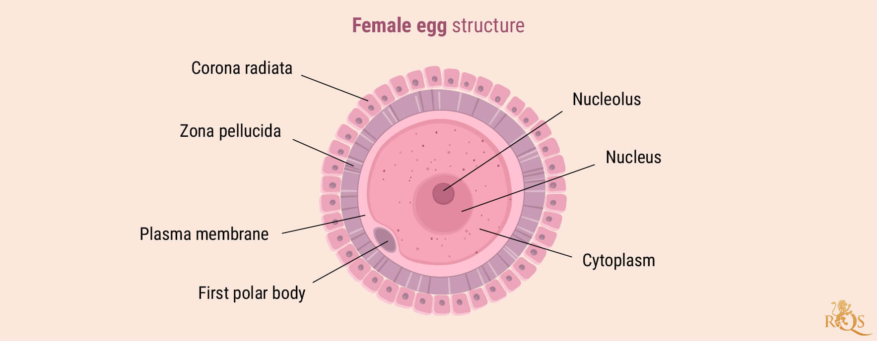 Female Fertility Female Fertility