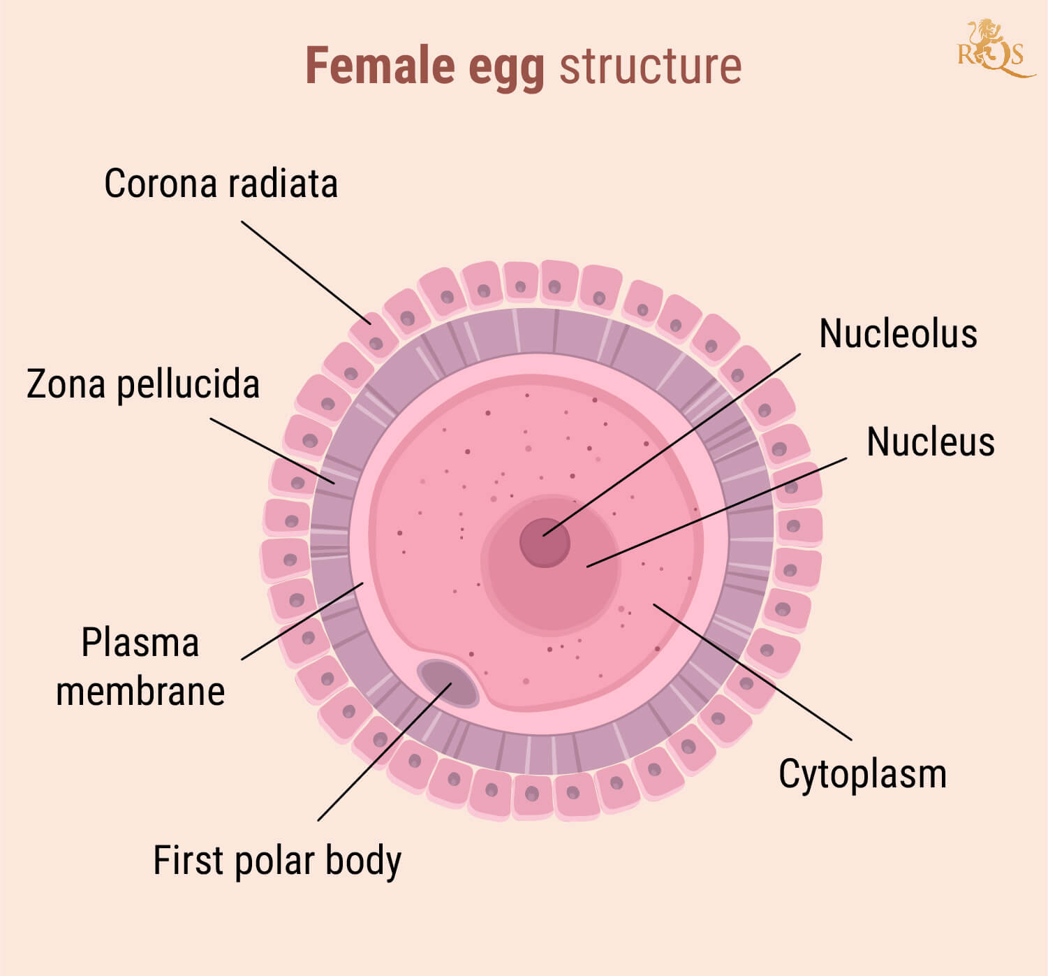 Female Fertility Female Fertility