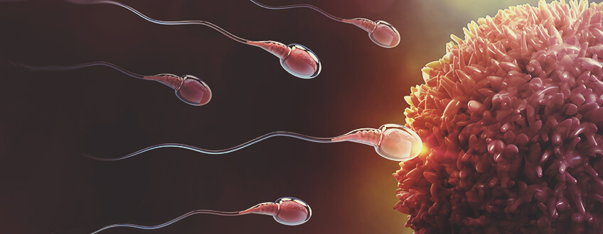 The Link Between Cannabis and Fertility The Link Between Cannabis and Fertility