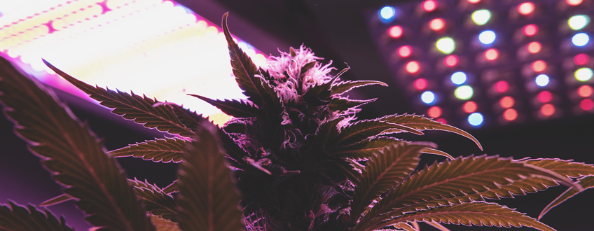 LEDs For Flowering LEDs For Flowering