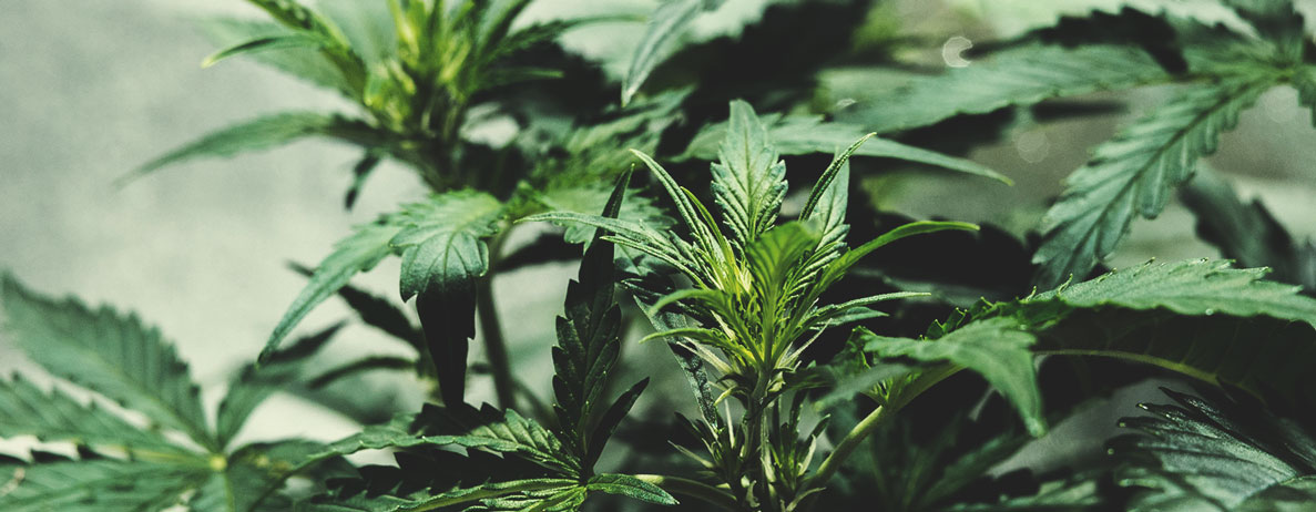 Understanding the Many Colours of Cannabis Understanding the Many Colours of Cannabis