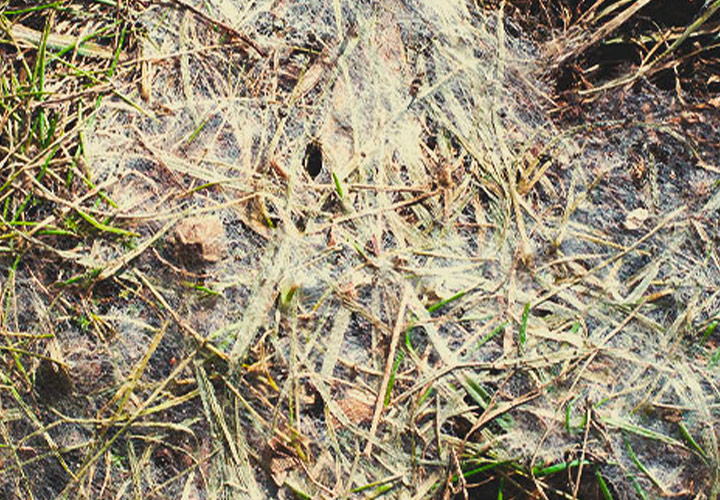 Fusarium Fusarium