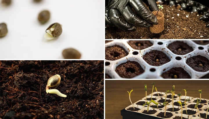 Germination Germination