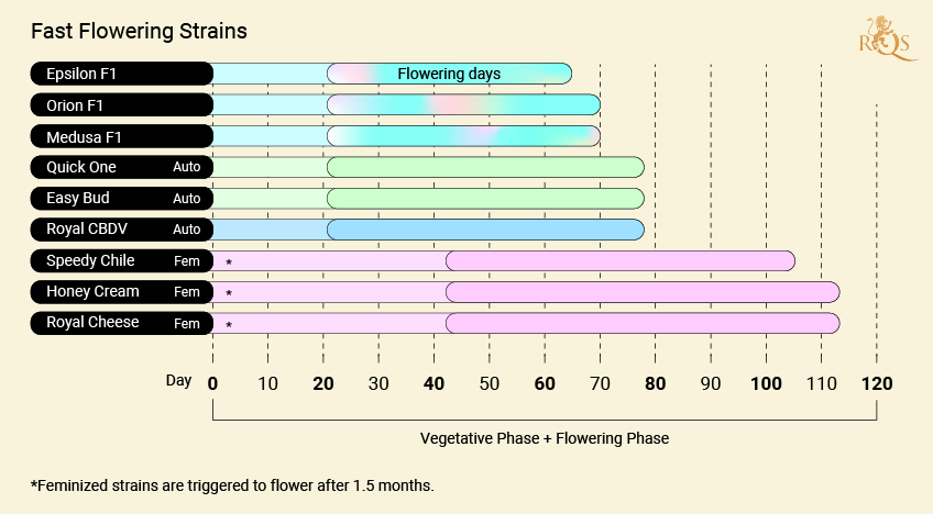 The Fastest Flowering Cannabis Strains