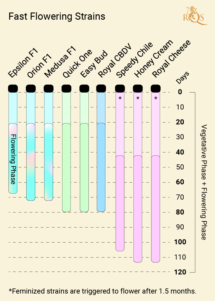 The Fastest Flowering Cannabis Strains