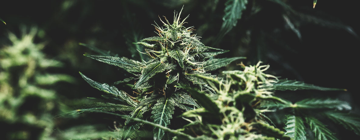 What Cannabis Colours Are There? What Cannabis Colours Are There?