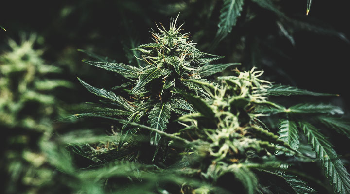 What Cannabis Colours Are There? What Cannabis Colours Are There?