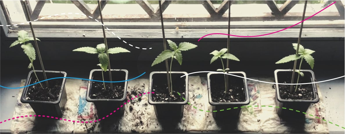 Using RQS Cannabis Fertilisers Outdoors: Royal Gorilla