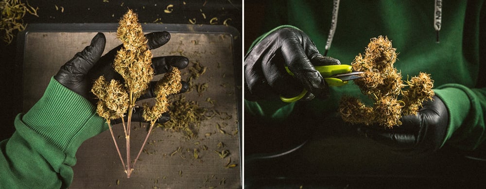 When is My Cannabis Plant Ready for Harvest When is My Cannabis Plant Ready for Harvest