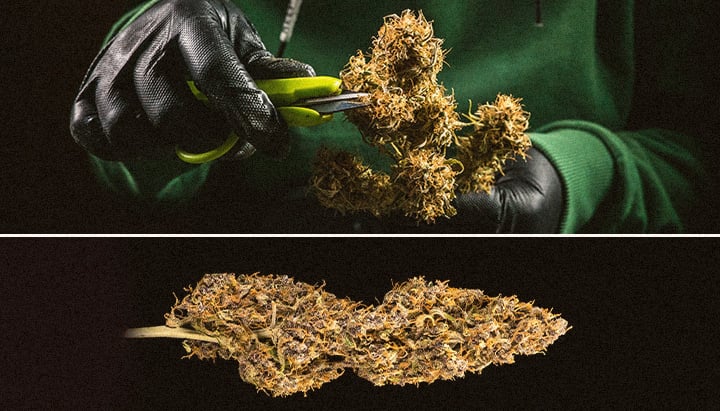 When is My Cannabis Plant Ready for Harvest When is My Cannabis Plant Ready for Harvest
