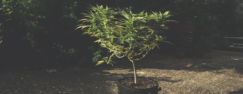 How to Move Your Indoor Cannabis Plants Outdoors