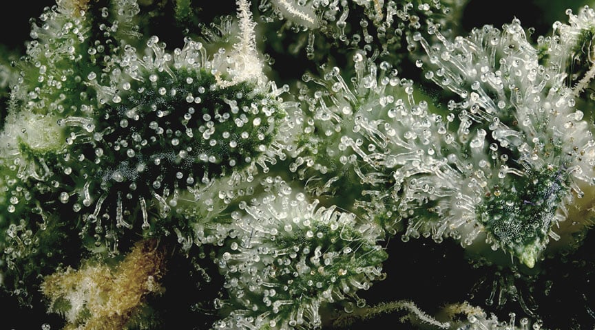 Cannabinoids Cannabinoids