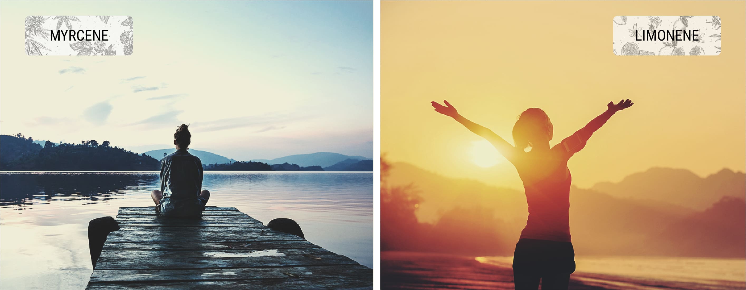 The Role of Indica and Sativa: Body vs Mind High The Role of Indica and Sativa: Body vs Mind High