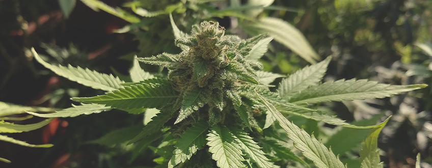 Honey Cream