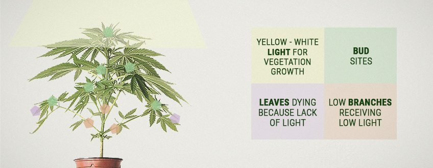 What Is Cannabis Plant Yield? What Is Cannabis Plant Yield?