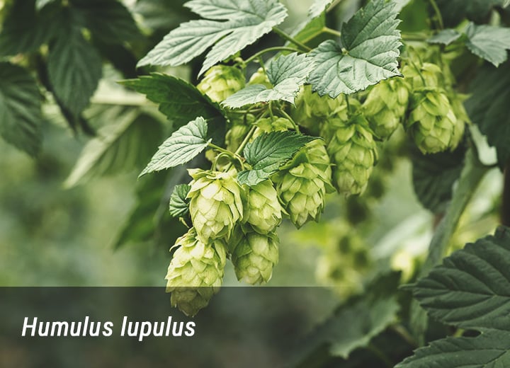 Humulus