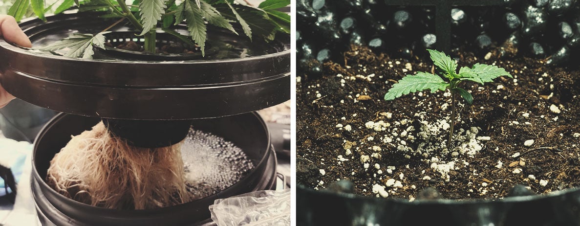 The Difference Between Hydroponic and Soil-Grown Cannabis