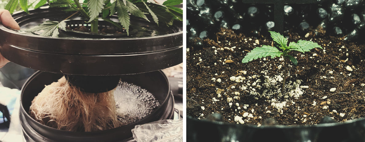 Hydroponic vs Soil Cannabis Cultivation - RQS Blog