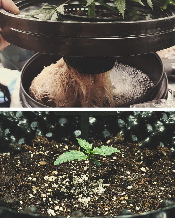 The Difference Between Hydroponic and Soil-Grown Cannabis